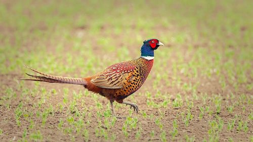 Close-up of a bird on land