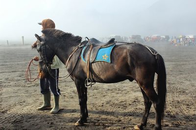 Horse standing on beach