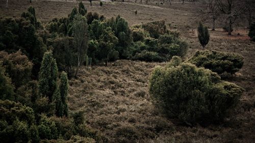 Trees growing in farm