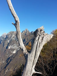 Low angle view of tree against clear blue sky