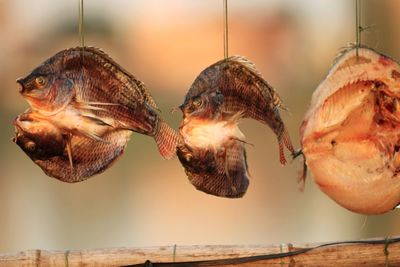 Golden dried fishes