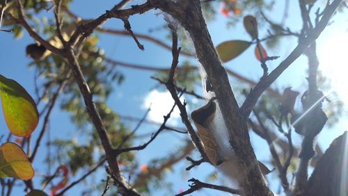 Low angle view of bird perching on tree against sky