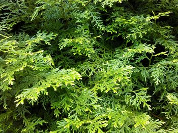 Full frame shot of green leaves