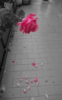 Close-up of pink roses blooming outdoors