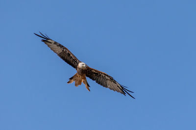 Low angle view of bird flying against clear blue sky