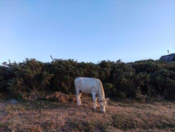 Horse grazing in the field