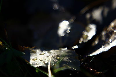 Close-up of water drops on plant