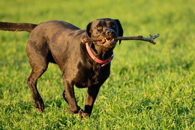 Dog carrying stick in mouth while walking on grassy field
