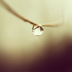 Close-up of water drops on leaf