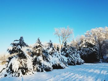 Snow covered trees against clear blue sky