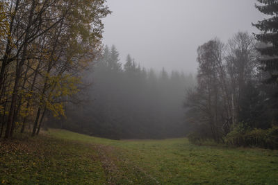 Trees on field against sky