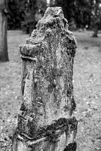 Close-up of tree trunk in cemetery