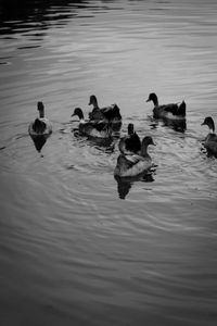 Ducks swimming in a lake