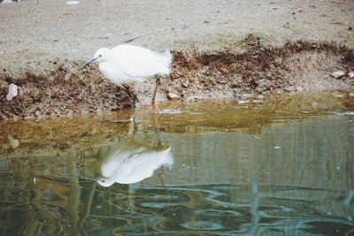 White bird perching on a lake