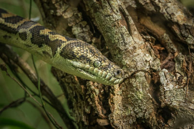 Close-up of a python on a branch