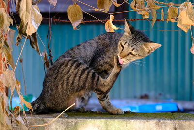 Close-up of a cat looking away