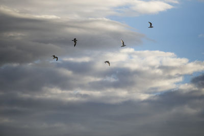 Low angle view of birds flying against sky