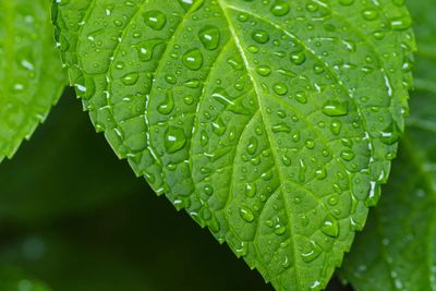 Close-up of raindrops on leaf