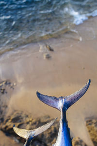 Close-up of starfish on beach