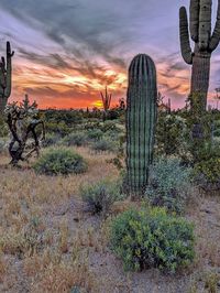 Cactus growing on field against sky during sunset