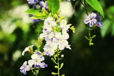 Close-up of purple flowers