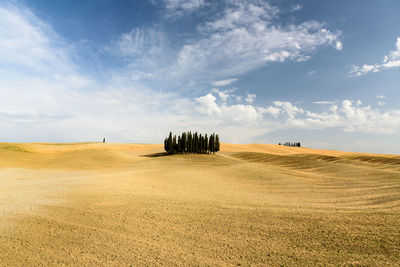 Trees on field against sky