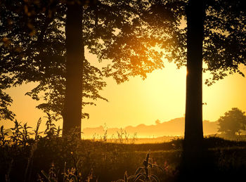 Silhouette of trees at sunset