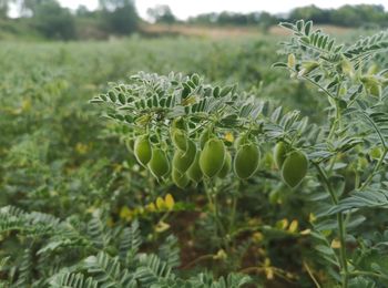 Cultivation of chickpeas in abruzzo