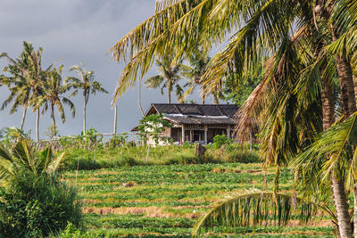 Palm trees and plants growing on field