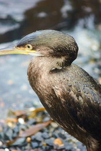 Close-up of bird perching on branch