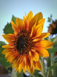 Close-up of honey bee on sunflower