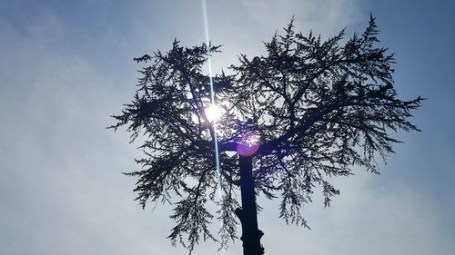 Low angle view of silhouette tree against sky on sunny day