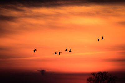 Silhouette birds flying against orange sky