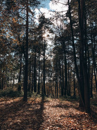Trees in forest during autumn