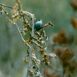 Close-up of dried plant