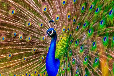 Close-up of peacock