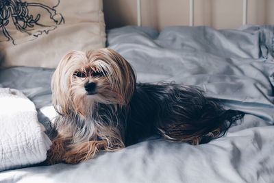 Close-up of dog relaxing on bed at home