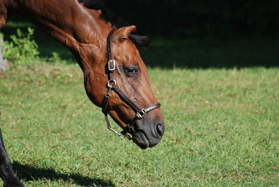 Terrific up close look at a bay warmblood horse in a field.