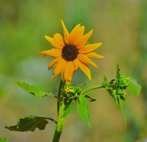 Close-up of yellow flowering plant