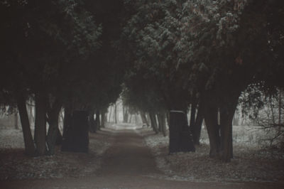 Trees in sunlight