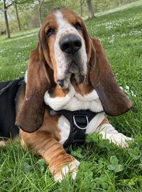 basset artésien normand