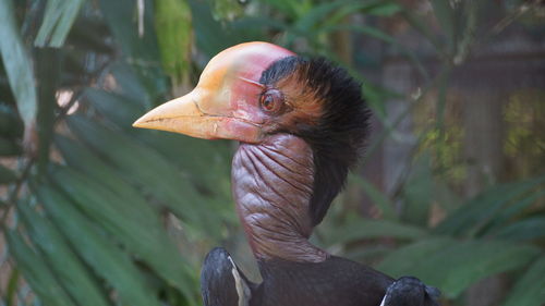 Close-up of a helmeted horbill bird