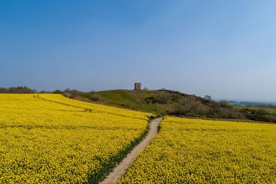 Rapeseed crop, drone view at billinge hill