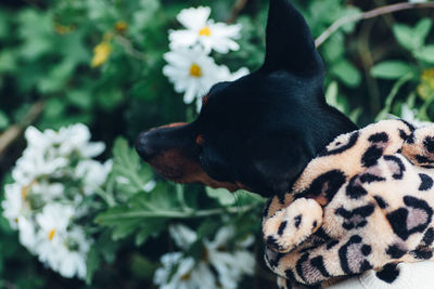 Close up black dog wearing clothes against plants and white flowers and / pet's lifestyle