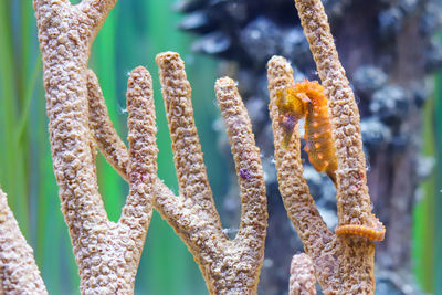 Sea horse peaking out of coral sideview ocean