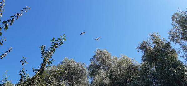 Low angle view of birds flying against clear blue sky