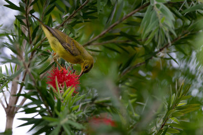 Close-up of a bird