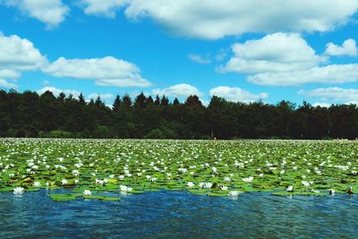 Scenic view of flowers floating on lake against sky