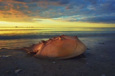 Close-up of horseshoe crab at beach against sky during sunset
