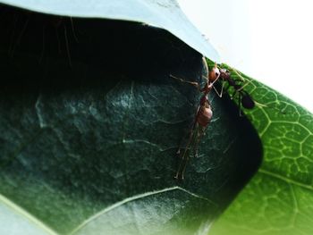 Close-up of insect on leaf